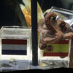 Qué pasó con el pulpo Paul, el oráculo animal que acertó la victoria de España en el Mundial 2010