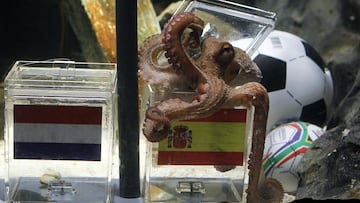 Se hab赤a convertido en una tradici車n curiosa: ver c車mo el pulpo Paul eleg赤a a las selecciones que iban pasando de ronda. Pero la 迆ltima iba a ser especial. Al cefal車podo le metieron los dos 迆ltimos mejillones: uno con la bandera de Espa?a y otro con la ba