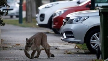 ¡Insólito! Reportan avistamiento de otro puma en La Reina