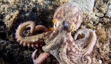 ¿Dónde bucear estas navidades?