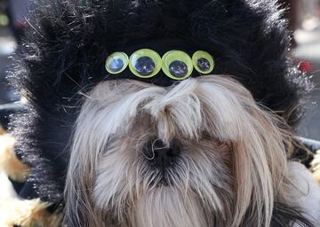 Tompkins Square Park es un parque de cuatro hectáreas del East Side de Manhattan en Nueva York donde se han reunido numerosos perros disfrazados para Halloween.