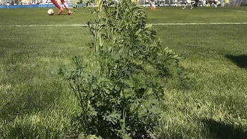 Equipo chileno planta una ruda en la cancha y vuelve a ganar tras cuatro fechas: ¡goleó 4-0!