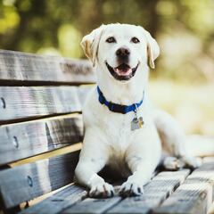 Muere un perro tras pasar cuatro horas en el maletero de un autobús