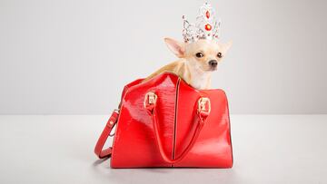 Y  como era de esperar, el más pequeño es el Chihuahua. Este pequeño, nervioso y activo, no mide más de 23 cm y su peso oscila entre los 1,5 y 3 kg. Chihuahua es un estado de México desde donde se exportó el chihuahua moderno por primera vez a Estados Unidos.