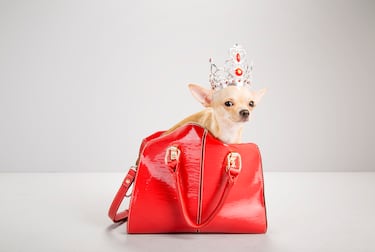 Neither French bulldog nor poodle, this dog breed can’t stand cold weather