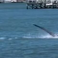 Ni un tiburón de 3 metros mantiene a Ben Gravy fuera del agua