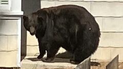 A serial home invader has been apprehended in Lake Tahoe after entering at least 21 houses. The offender is a female black bear nicknamed ‘Hank the Tank’.