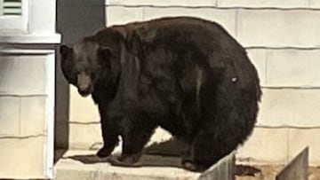 A serial home invader has been apprehended in Lake Tahoe after entering at least 21 houses. The offender is a female black bear nicknamed ‘Hank the Tank’.