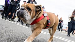La Ley de Propiedad Horizontal lo confirma: si el perro de tu vecino ladra con frecuencia, puedes acudir al artículo 6