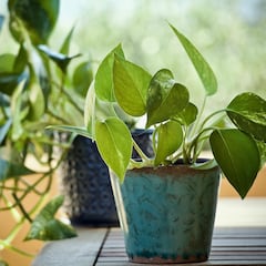 La NASA revela la planta de interior popular en España que elimina hasta el 73% de los carcinógenos del aire