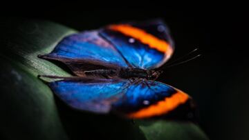 El efecto mariposa en el deporte: cuando una pequeña acción puede cambiarlo todo