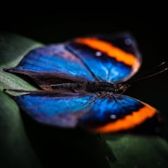 El efecto mariposa en el deporte: cuando una pequeña acción puede cambiarlo todo