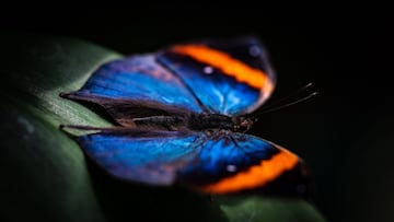 El efecto mariposa en el deporte: cuando una peque?a acci車n puede cambiarlo todo