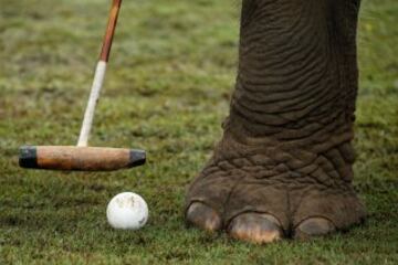 El taco y la bocha típicas del polo junto el pie robusto de un elefante.