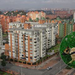 ¿Adiós a las mascotas? La ley que obliga a dueños a pagar mucha plata en los conjuntos residenciales de Colombia si no hacen esto