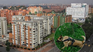 ¿Adiós a las mascotas? La ley que obliga a dueños a pagar mucha plata en los conjuntos residenciales de Colombia si no hacen esto