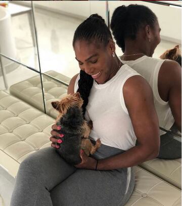 La tenista estadounidense Serena Williams disfruta a su pequeña perrita, con la que incluso ha llegado a ir a las canchas de tenis. 