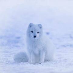 El extraño zorro que cambia de color dependiendo de la estación en la que se encuentre