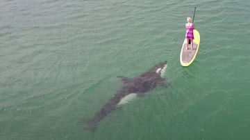 Orca jugando con una señora en SUP en San Felipe (Baja California).