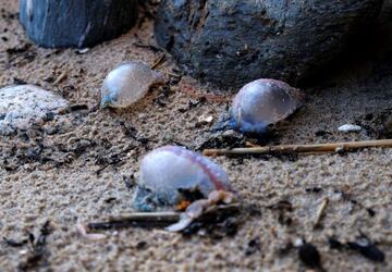 El Ayuntamiento de Ferrol ha anunciado el cierre del acceso a la playa.