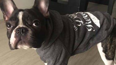 Complementos y ropa para perros: abrígalo este invierno