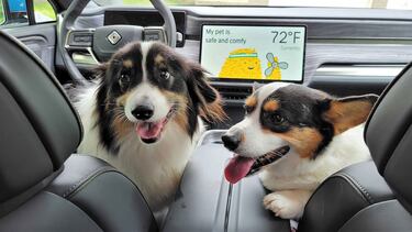 ¿Por qué los perros disfrutan viajar más en un auto eléctrico?