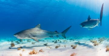 Some sharks must always keep moving to force water through their gills, allowing them to breathe. This is called ram ventilation.