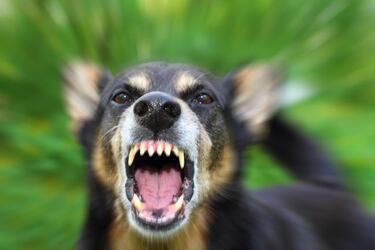 ¡Qué animalada!