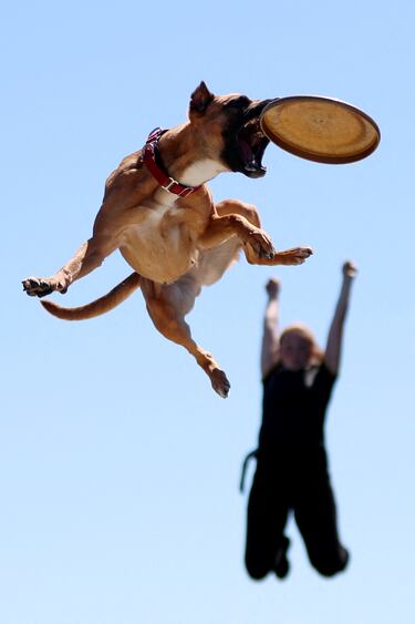 Un perro del grupo Canine Stars salta para atrapar un frisbee lanzado por su instructora durante un espectáculo de exhibición antes de la Nascar Cup Series Toyota Owners 400, celebrada en el Óvalo de Richmond, en Virginia (EE UU). 