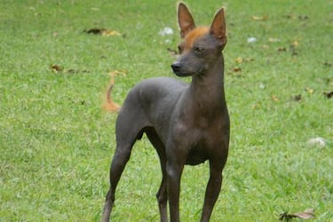 Las razas de perros más raras del mundo: ¿cuáles son y qué características tienen?