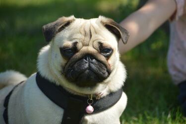 Las razas de perros que mejor se adaptan a un piso: ?cu¨¢les son y qu¨¦ debemos tener en cuenta?