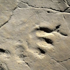 Hallan en China las huellas los dinosaurios más pequeñas del mundo