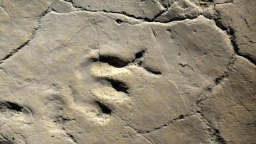 Hallan en China las huellas los dinosaurios más pequeñas del mundo