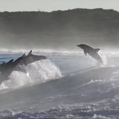 Delfines y belugas: del maltrato en un acuario a surfear con ellos