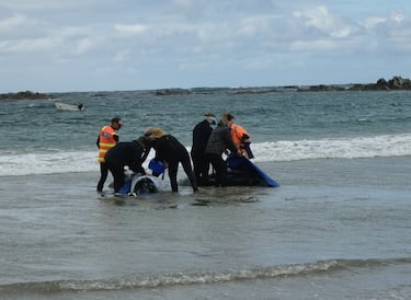 Es un animal altamente sociable que se agrupa en manadas entre 15 y 50 individuos, aunque también se han observado ejemplares solitarios y en ciertos casos manadas de cientos de individuos. 
 