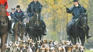 Un zorro huye de la partida de cazadores.