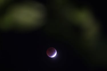 Una luna llena se ve a través de los árboles durante un eclipse lunar total de "Luna de Sangre" desde Río de Janeiro, Brasil.