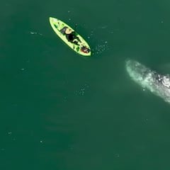 Un grupo de ballenas grises ofrecen a un kayakista el show de su vida