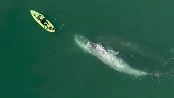 Una pareja de ballenas grises grabadas desde el aire con un dron se acercan a un kayakista en un kayak amarillo que las observa atentamente. En Malib&uacute; (California, Estados Unidos), en marzo del 2021. 