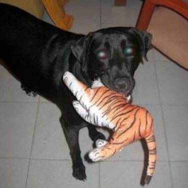 Papá, ¿Por qué somos de los Cincinnati Bengals?