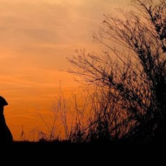 Claves para que nuestro perro tenga fuerza en la temporada de caza