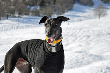 Las razas de perros más tranquilos: ¿cuáles son y cómo se comportan?
