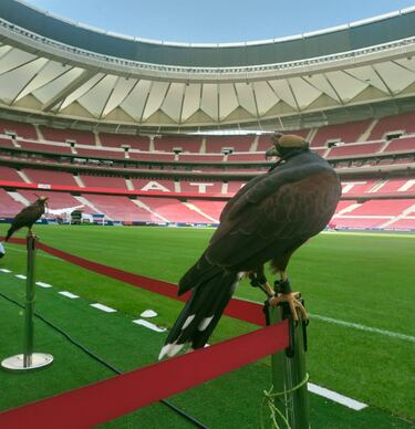 Jorge Castaño, el cetrero que cambió el fútbol español