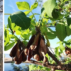 No es el Jengibre: la planta mexicana que mejora mucho la circulación de la sangre