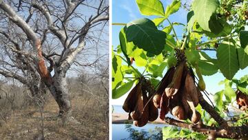 Descubre los sorprendentes efectos de la planta que crece en el sur de México y ayuda a mejorar la circulación de la sangre.