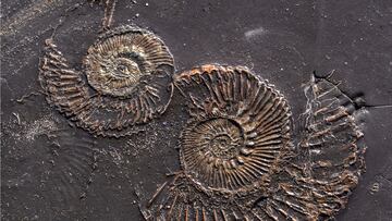 Scientists from Anglia Ruskin University and Imperial College London have made a discovery which could provide insights into the evolution of cancer.