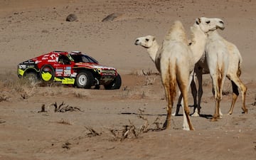 Martin Prokop y su copiloto Viktor Chytka pasan junto a varios camellos durante la etapa 11.