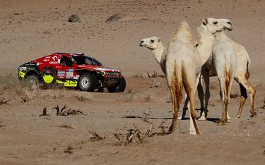 Martin Prokop y su copiloto Viktor Chytka pasan junto a varios camellos durante la etapa 11.