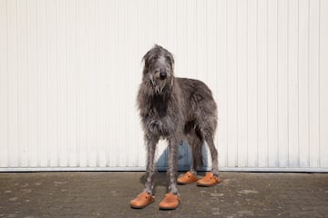 The Scottish Deerhound comes from an ancient breed.