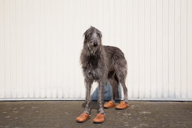 The largest dog breeds in the world: what are they and how big can they get?